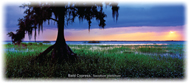 Cypress Note Card - Photo by Steve Vaughn