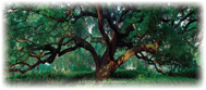 Live Oak Note Card - Photo by Steve Vaughn