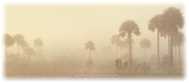 Sabal Palm Note Card - Photo by Steve Vaughn