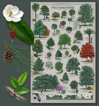 Reverse image of back side of poster